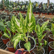 Aglonema Variegada – Color y elegancia tropical para tu hogar sin complicaciones